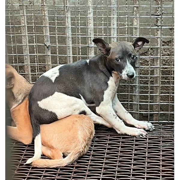【待認養】混種犬 狗 (男生) - 彰化縣流浪狗中途之家