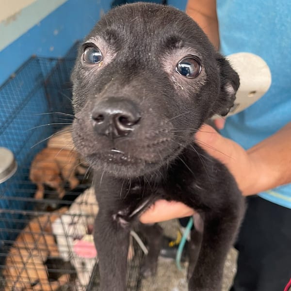 【待認養】混種犬 狗 (女生) - 苗栗縣動物保護教育園區
