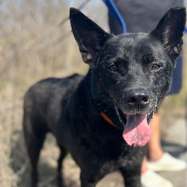 【待認養】混種犬 狗 (男生) - 澎湖縣流浪動物收容中心