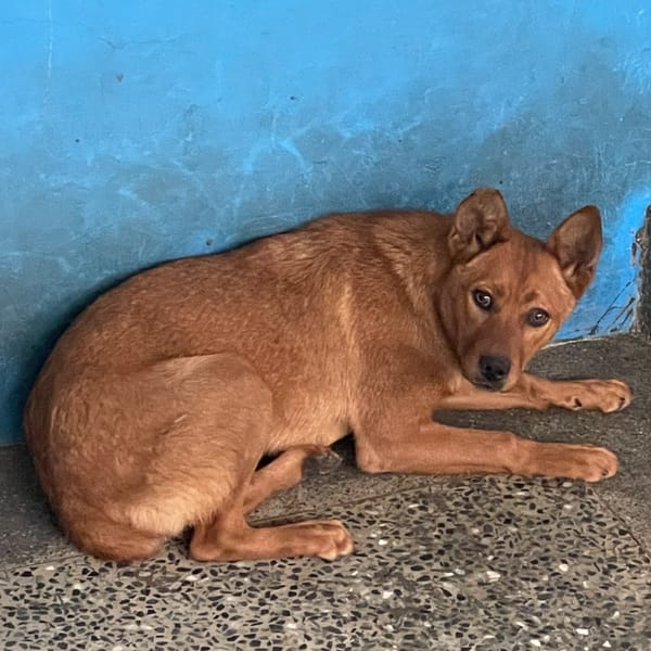 【待認養】混種犬 狗 (女生) - 苗栗縣動物保護教育園區