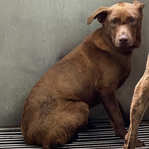 【待認養】混種犬 狗 (男生) - 彰化縣流浪狗中途之家