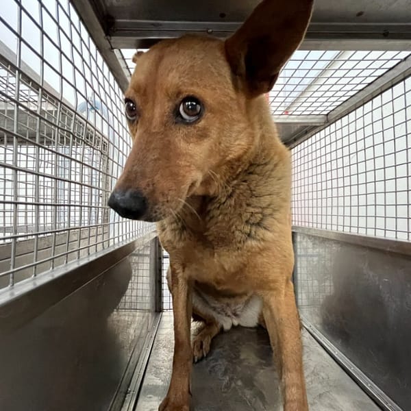 【待認養】混種犬 狗 (女生) - 臺北市動物之家