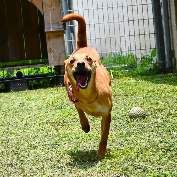 【待認養】混種犬 狗 (女生) - 花蓮縣狗貓躍動園區