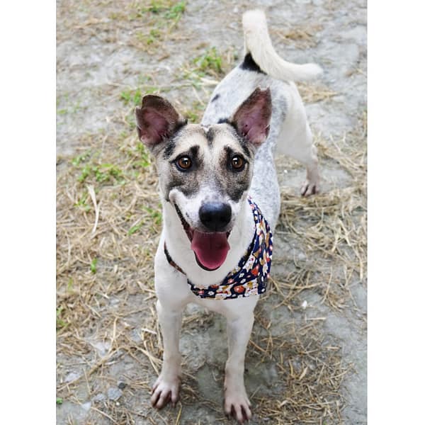 【待認養】混種犬 狗 (男生) - 花蓮縣狗貓躍動園區