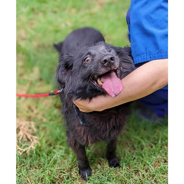【待認養】混種犬 狗 (男生) - 花蓮縣狗貓躍動園區