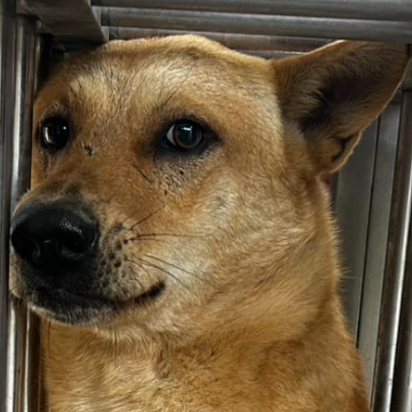 【待認養】混種犬 狗 (男生) - 澎湖縣流浪動物收容中心