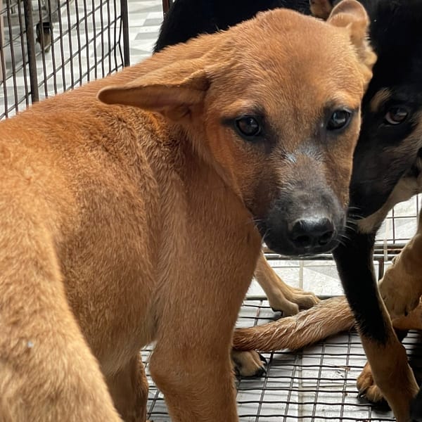 【待認養】混種犬 狗 (女生) - 苗栗縣動物保護教育園區