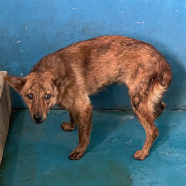 【待認養】混種犬 狗 (男生) - 苗栗縣動物保護教育園區