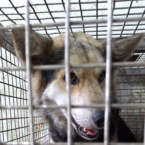 【待認養】混種犬 狗 (男生) - 臺南市動物之家善化站