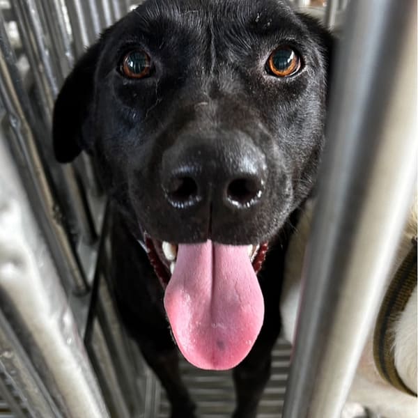 【待認養】混種犬 狗 (女生) - 澎湖縣流浪動物收容中心