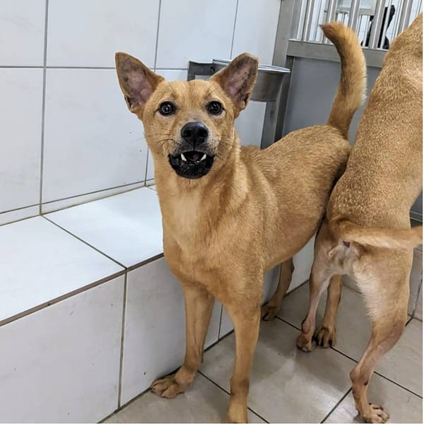 【待認養】混種犬 狗 (男生) - 新竹縣動物保護教育園區