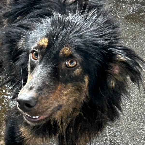 【待認養】混種犬 狗 (男生) - 澎湖縣流浪動物收容中心