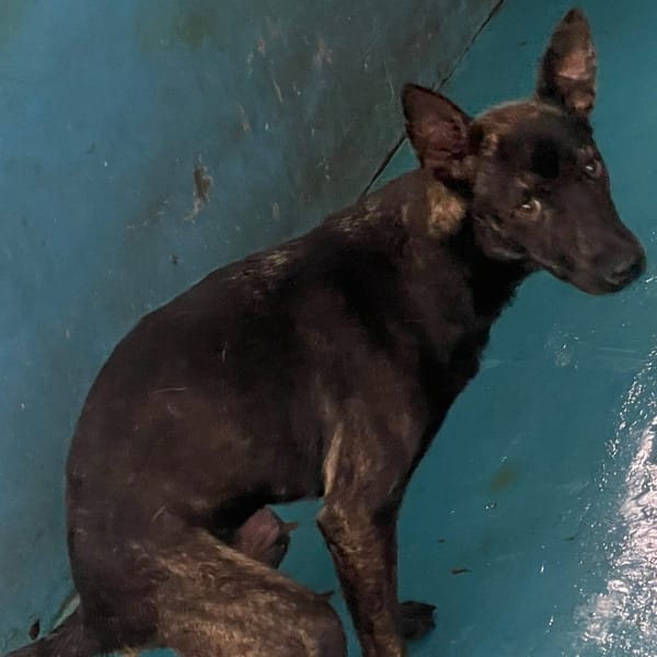 【待認養】混種犬 狗 (女生) - 苗栗縣動物保護教育園區