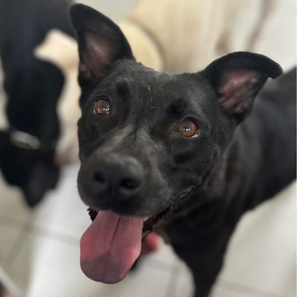 【待認養】混種犬 狗 (女生) - 澎湖縣流浪動物收容中心