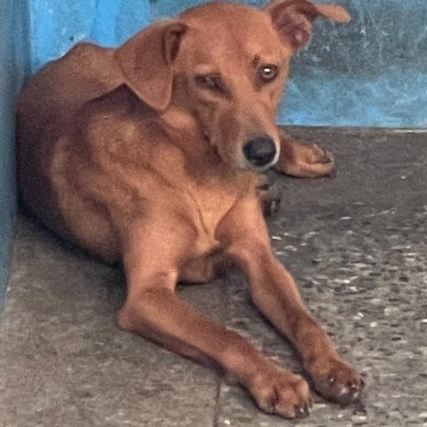 【待認養】混種犬 狗 (女生) - 苗栗縣動物保護教育園區