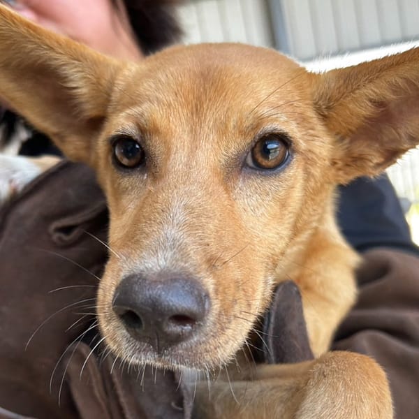 【待認養】混種犬 狗 (女生) - 澎湖縣流浪動物收容中心