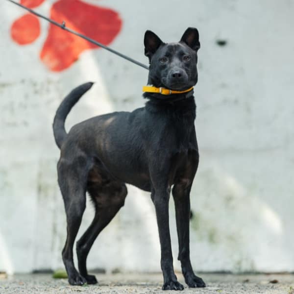 【待認養】混種犬 狗 (男生) - 新北市五股區公立動物之家
