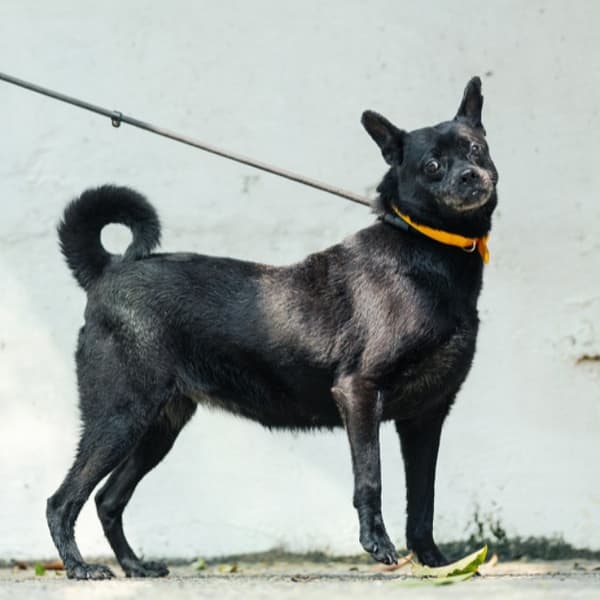 【待認養】混種犬 狗 (女生) - 新北市五股區公立動物之家