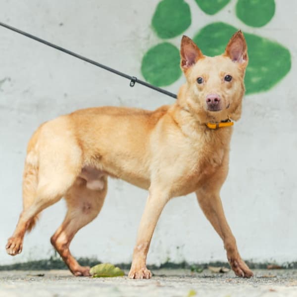 【待認養】混種犬 狗 (男生) - 新北市五股區公立動物之家