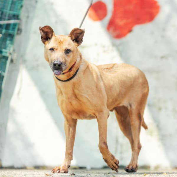 【待認養】混種犬 狗 (男生) - 新北市五股區公立動物之家