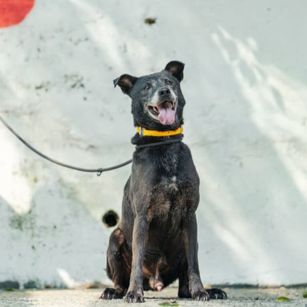 【待認養】混種犬 狗 (男生) - 新北市五股區公立動物之家