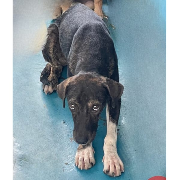 【待認養】混種犬 狗 (男生) - 苗栗縣動物保護教育園區