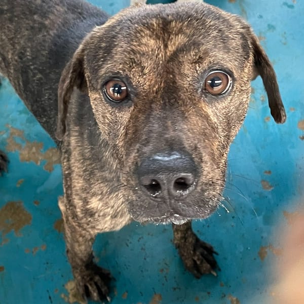 【待認養】混種犬 狗 (男生) - 苗栗縣動物保護教育園區