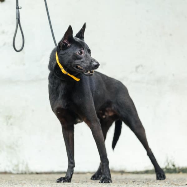 【待認養】混種犬 狗 (男生) - 新北市五股區公立動物之家