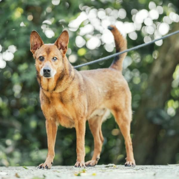 【待認養】混種犬 狗 (男生) - 新北市五股區公立動物之家