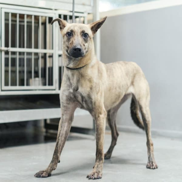 【待認養】混種犬 狗 (女生) - 新北市五股區公立動物之家