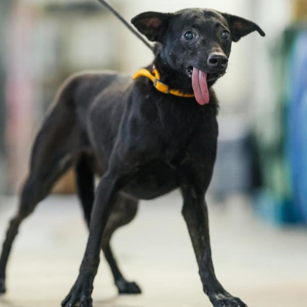 【待認養】混種犬 狗 (男生) - 新北市五股區公立動物之家