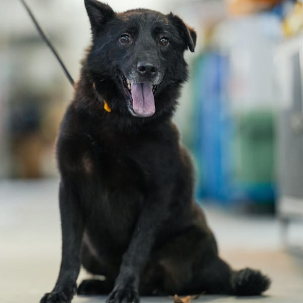 【待認養】混種犬 狗 (男生) - 新北市五股區公立動物之家