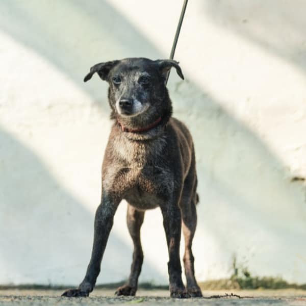 【待認養】混種犬 狗 (女生) - 新北市五股區公立動物之家