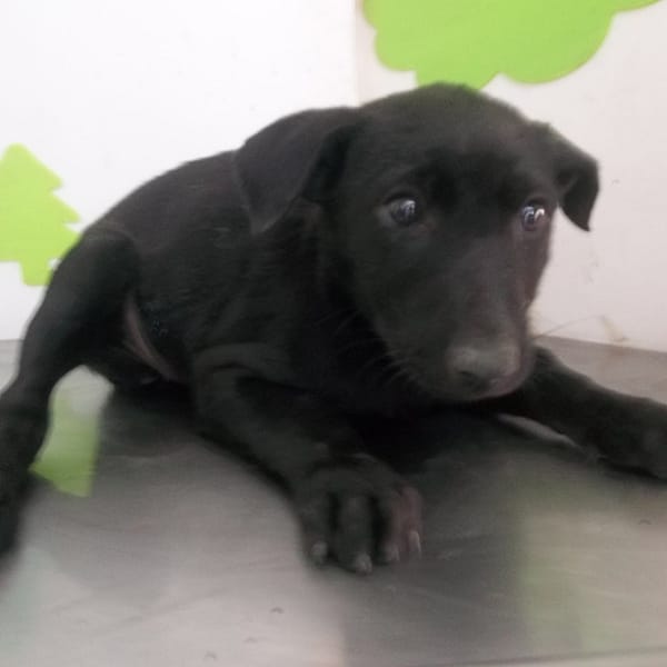 【待認養】混種犬 狗 (女生) - 高雄市燕巢動物保護關愛園區