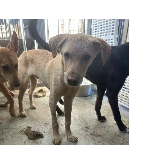 【待認養】混種犬 狗 (男生) - 澎湖縣流浪動物收容中心