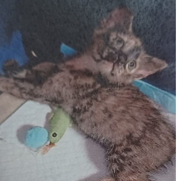 【待認養】混種貓 貓 (女生) - 新北市中和區公立動物之家