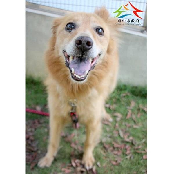 【待認養】混種犬 狗 (男生) - 臺中市動物之家后里園區
