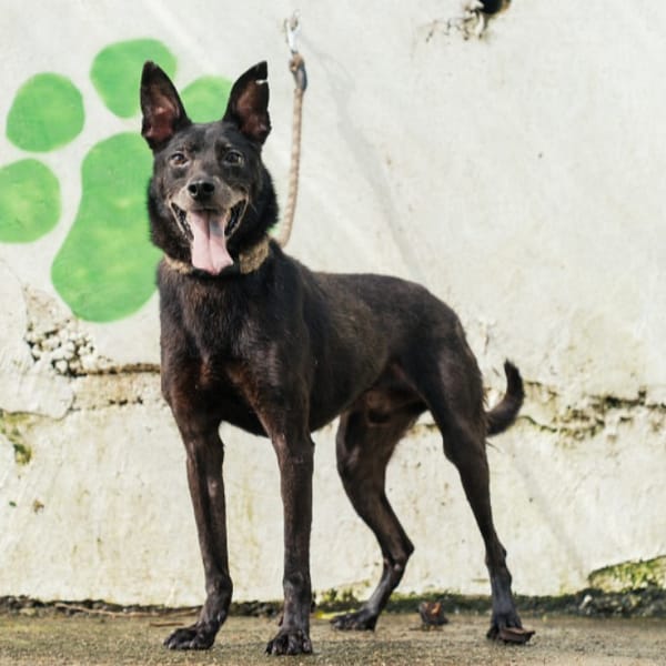 【待認養】混種犬 狗 (男生) - 新北市五股區公立動物之家