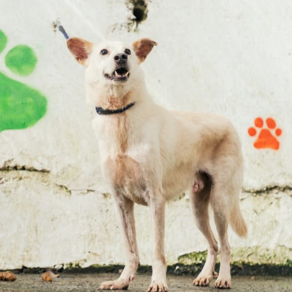 【待認養】混種犬 狗 (男生) - 新北市五股區公立動物之家