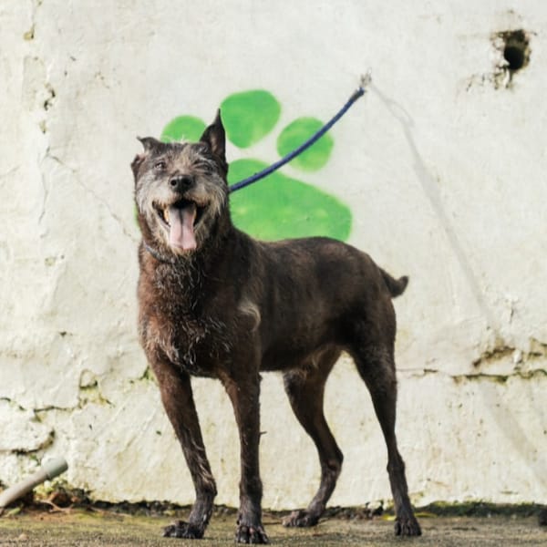 【待認養】混種犬 狗 (男生) - 新北市五股區公立動物之家