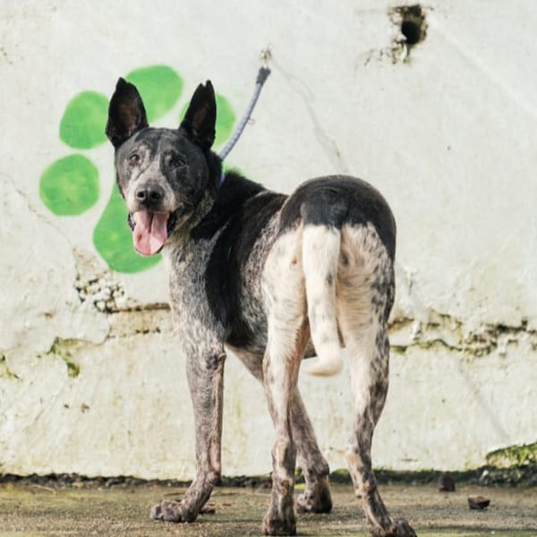 【待認養】混種犬 狗 (男生) - 新北市五股區公立動物之家