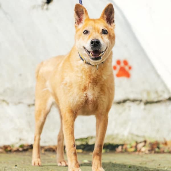 【待認養】混種犬 狗 (男生) - 新北市五股區公立動物之家