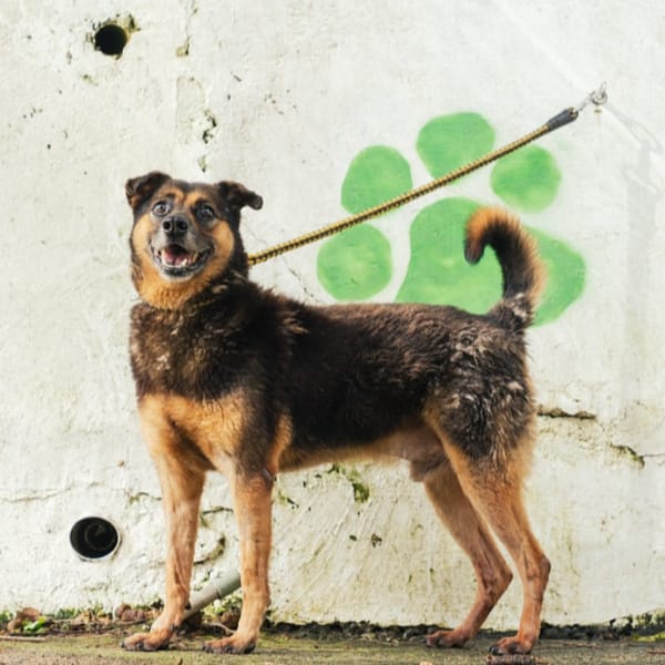 【待認養】混種犬 狗 (男生) - 新北市五股區公立動物之家