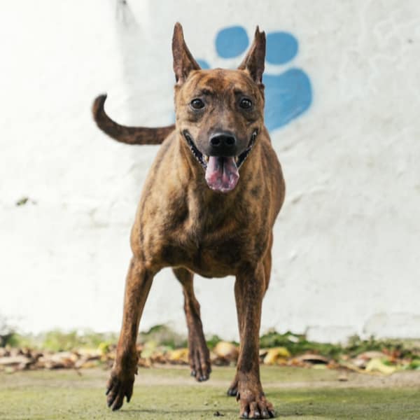 【待認養】混種犬 狗 (男生) - 新北市五股區公立動物之家