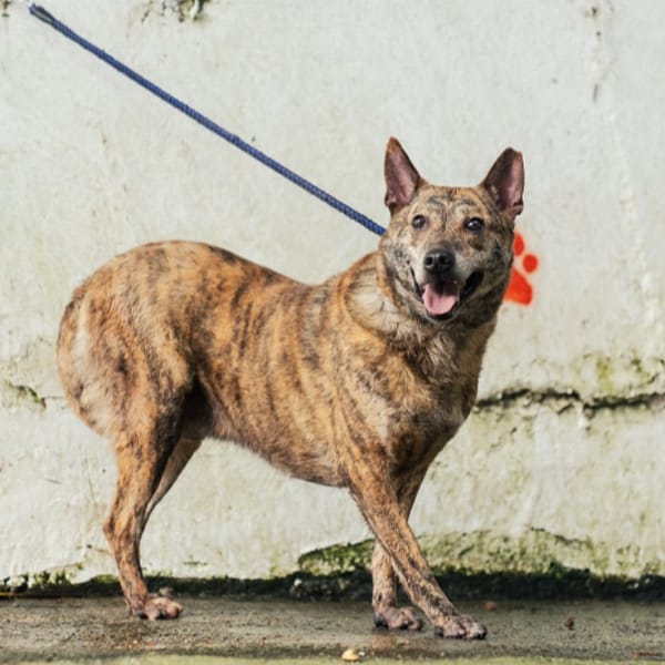 【待認養】混種犬 狗 (男生) - 新北市五股區公立動物之家