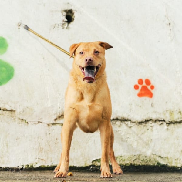 【待認養】混種犬 狗 (男生) - 新北市五股區公立動物之家