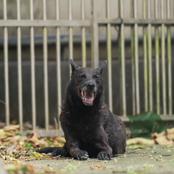 【待認養】混種犬 狗 (女生) - 新北市五股區公立動物之家