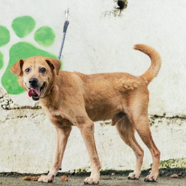 【待認養】混種犬 狗 (男生) - 新北市五股區公立動物之家