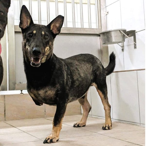 【待認養】混種犬 狗 (男生) - 新竹縣動物保護教育園區