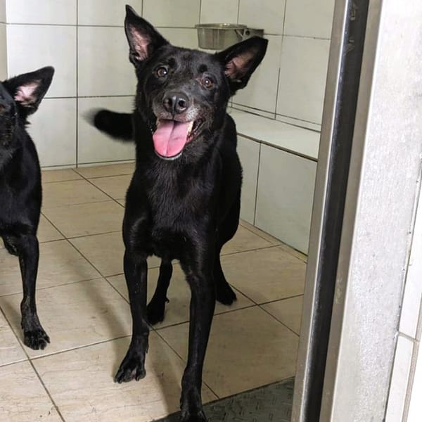 【待認養】混種犬 狗 (男生) - 新竹縣動物保護教育園區